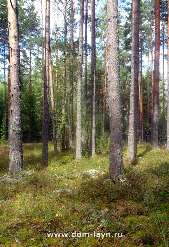 Сосновый лес летом